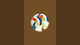 Pigeon and Aseel Rooster is live!