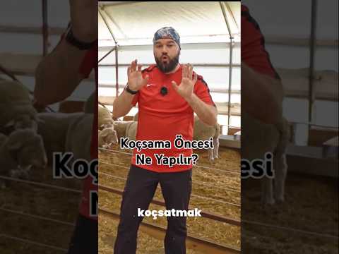 Koç katıma hazırlık nasıl olur? #koyun #küçükbaş #hayvancılık