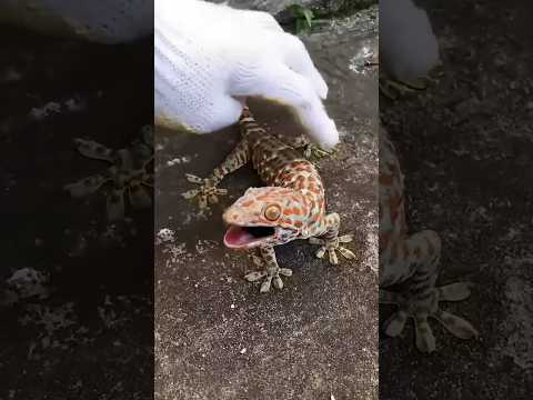 Tokek ya Galak #tokek #funny #shortvideo #shorts