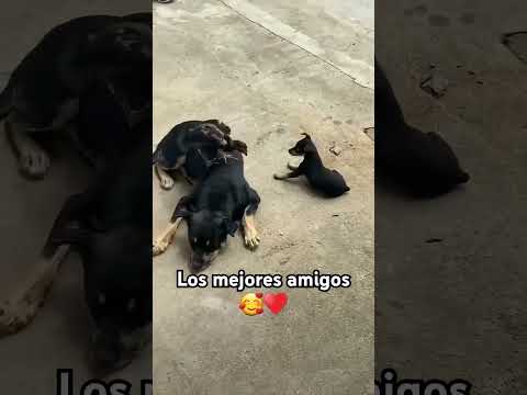 Mira como juegan 🥰♥️