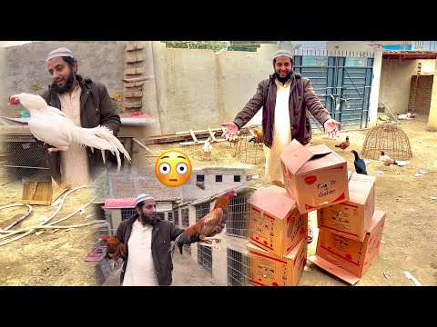 Hmara Farm Murga Se Bhr Gya ? Aj To End Level Ke Murga Agye
