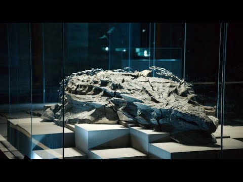 A Fossil Excavation Goes Wrong in the Worst Possible Way