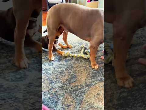 Try Not To Laugh 🤣😁 #funny #funnyanimal #dog #pets #viral #onemilionaudition