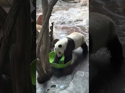 Panda core 🐼so cute 🥰 #panda #cute #funny #foryou #youtube #love