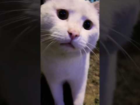 cat loss grief lasts a lifetime😭😭#cat  #cutecat  #lovecat  #fuoryou  #fyp   #loveyou  #kitty