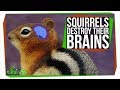 Hibernating Ground Squirrels and Brain Plasticity