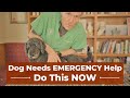 Emergency Care for Dogs