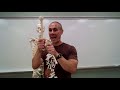 Human Skeletal System Anatomy