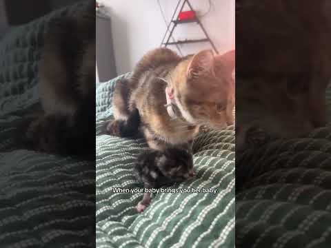 She just needed cuddles #catoftheday #cat #kitty #kitten #catlovers #cutecat @the.village.crow