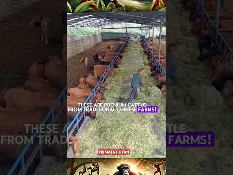 budaya peternakan sapi premium di china#cow #shortvideo #shorts