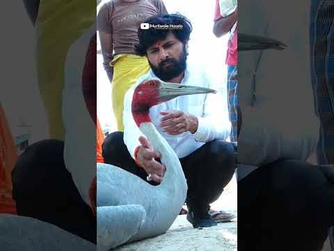 घायल सारस पक्षी का rescue