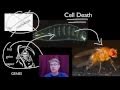 Biology Essentials: Regulation of Timing and Coordination in Development