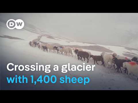 YouTube video thumbnail: Dangerous Alpine Crossings - The Shepherds Unafraid to Take Risks