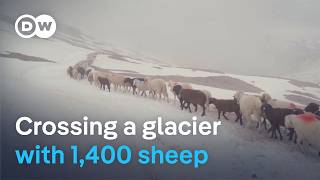 YouTube video thumbnail: Dangerous Alpine Crossings - The Shepherds Unafraid to Take Risks
