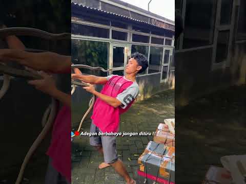 GAWAT !! SEMUA ULAR PANJI LEPAS !!