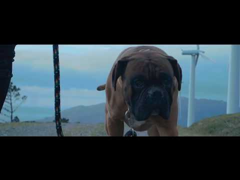 ARCE - AMรN