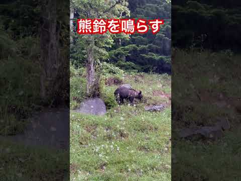 ヒグマに遭遇！熊鈴を鳴らすとどうなるか試してみたら予想外の結果だった
