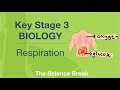Respiration Processes and Functions