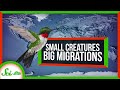 Animal Migration and Navigation