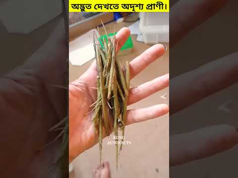 দুনিয়ার কিছু অদৃশ্য প্রাণী। 😳 #shorts​ #invisible​ #animals​