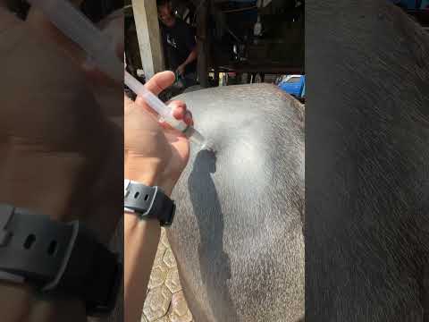 Injeksi analgesik pada kerbau #kerbau #buffalo #vet # #toraja  #vietnam #balian #bonga #saleko