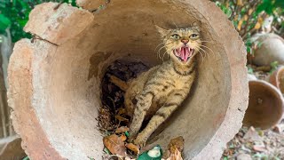 Wild Mama Cat Was Angry For 48 Hours… Then We Found Out Why.