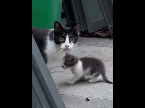 Mother cat is no kidding#cat #cats #fyp #Funnycat #catlover #funnyvideo #usa #foryou #funny