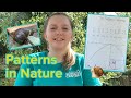 Fibonacci Sequence in Nature