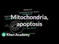 Apoptosis and Cellular Mechanisms