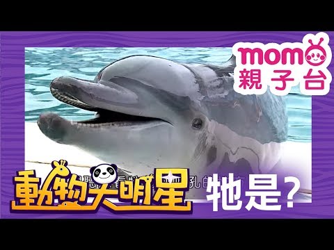 momo親子台| 動物大明星 S2 _ EP03【海豚】第二季 官方HD完整版 - YouTube