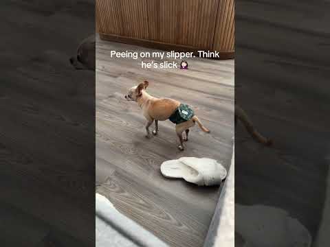 @teresaromero79: This dog 🤦🏻♀️ #dog #dogvideos