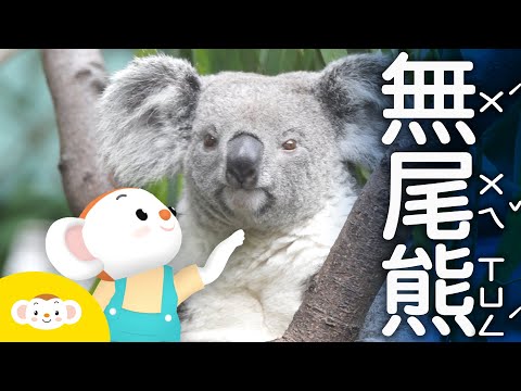 【樂樂帶你探險去】台北市立動物園第一位動物園長「無尾熊」來了！｜小行星樂樂TV台灣好好玩 - YouTube