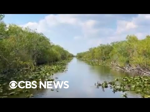 YouTube video thumbnail: Flesh-Eating Bacteria Cases on the Rise in Florida, Five Deaths Reported