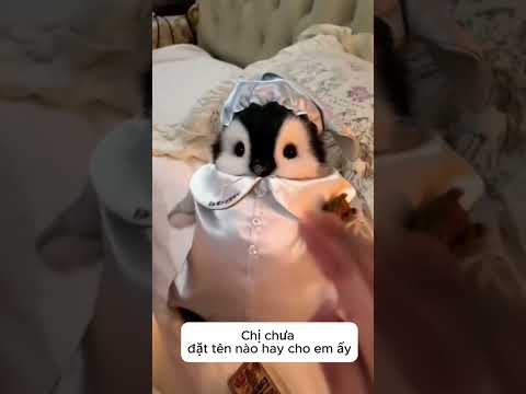 bé cánh cụt sợ ma nên lên ngủ cùng chị nè#cute#pets#short