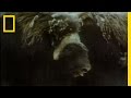 Musk Oxen and Arctic Wolves