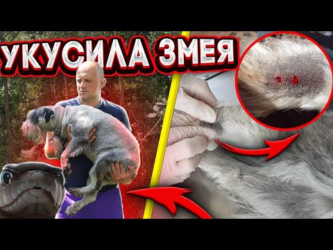 Пошли в лес за грибами, а вернулись без собаки. Противоядия нет!