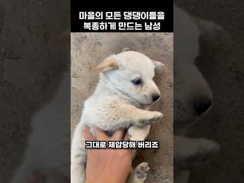 마을의 모든 댕댕이들을 복종하게 만드는 남성