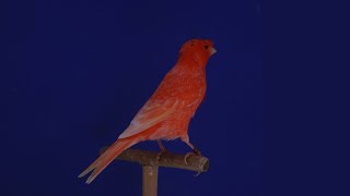 Λοφιοφόρο Γερμανικό Κόκκινο Χιονέ λιποχρωμικό Νο008/22- Huppe Allemand Red Frost Lipochrome Νο008/22