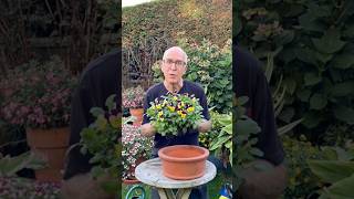 PLANT A VIOLA POT - STEP- BY-STEP #gardening #gardeninguk #garden