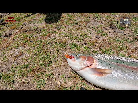 Trucha de 4 kilos en pequeño río. || Giant trout in a stream.