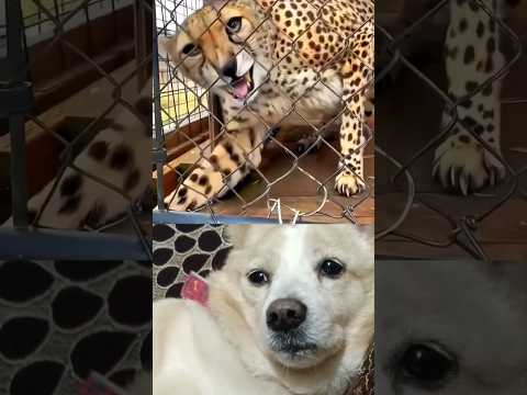 This Photographer got Shocked when this Cheetah behaved like a Dog? #love #dog #tuffy #shorts #puppy