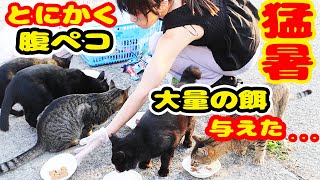 【野良猫】猛暑に野良猫へてんこ盛りの餌を与えた すると・・・？