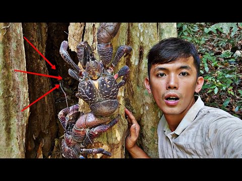 Phát Hiện Con CUA KỲ LẠ Trú Ẩn Dưới Hốc Cây Khi Sinh Tồn Sang Vlog