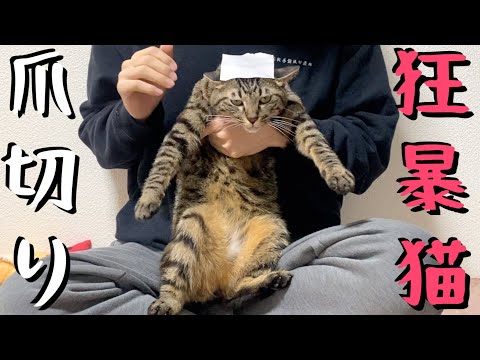 爪切りに激おこな猫でも絶対に暴れない方法