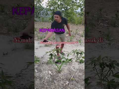 INI MAH NYANYIAN MASUK AKAL