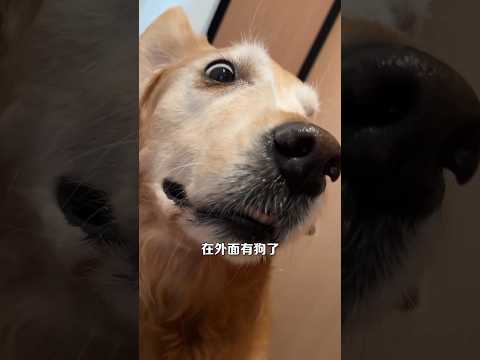 मेरे होते हुए दूसरा कुत्ता😱 | #shorts #dog