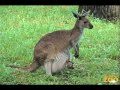 Zoo Exhibitions and Renovations