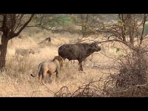 lions attacking the adult buffalo for the pride meal video