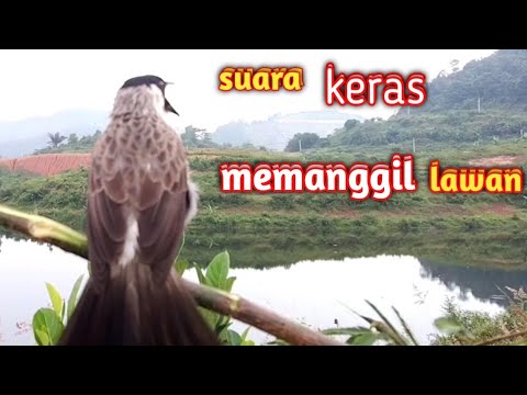 suara burung KUTILANG PIKAT gacor/PIKAT KUTILANG gacor memanggil kutilang liar @omvi01