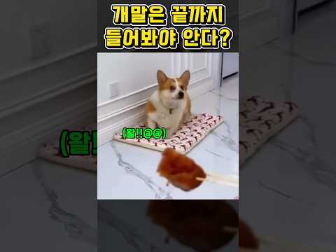 개 말은 끝까지 들어봐야 안다